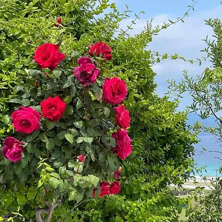 Seaview Dreams Prázdninový dům