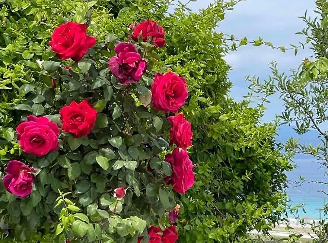 Seaview Dreams 度假居